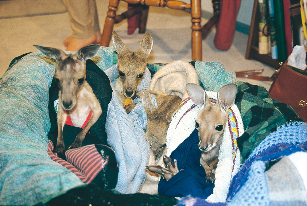 ペットカームスプレーは野生動物を救うために生まれました