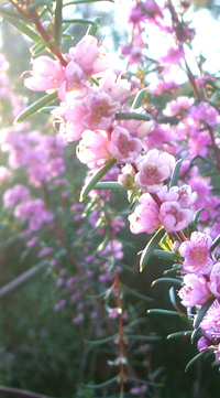 花